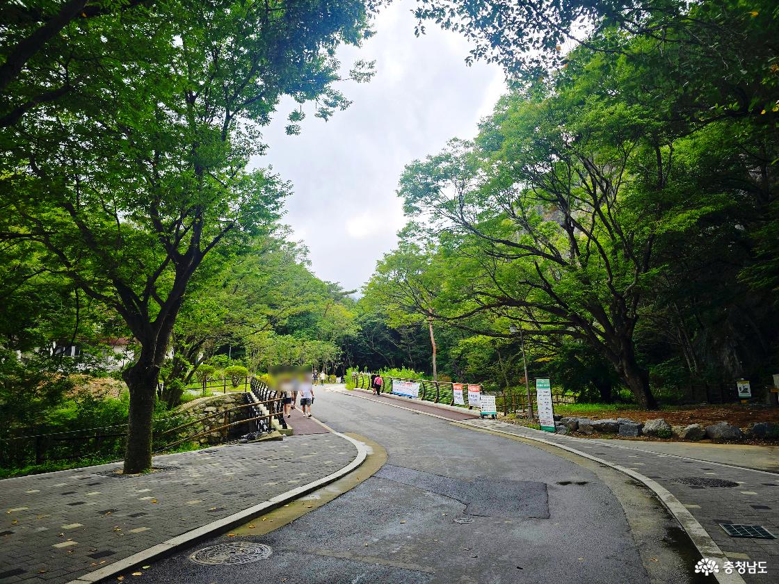 울창한 나무가 그늘을 만드는 계룡산국립공원 동학사로 이어지는 여름 숲길
