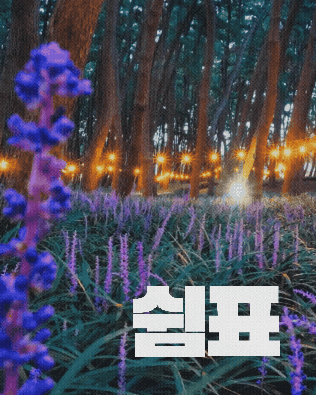 해 질 무렵 울창한 소나무 숲 바닥을 보랏빛 맥문동 꽃이 가득 채우고 있으며, 나무 사이에는 주황빛 조명이 줄지어 켜져 별처럼 반짝이는 풍경입니다. 화면 왼쪽 앞에는 초점이 흐려진 보라색 꽃대가 크게 보이고, 오른쪽 아래에는 흰색 글씨로 &lsquo;쉼표&rsquo;가 크게 적혀 있습니다.