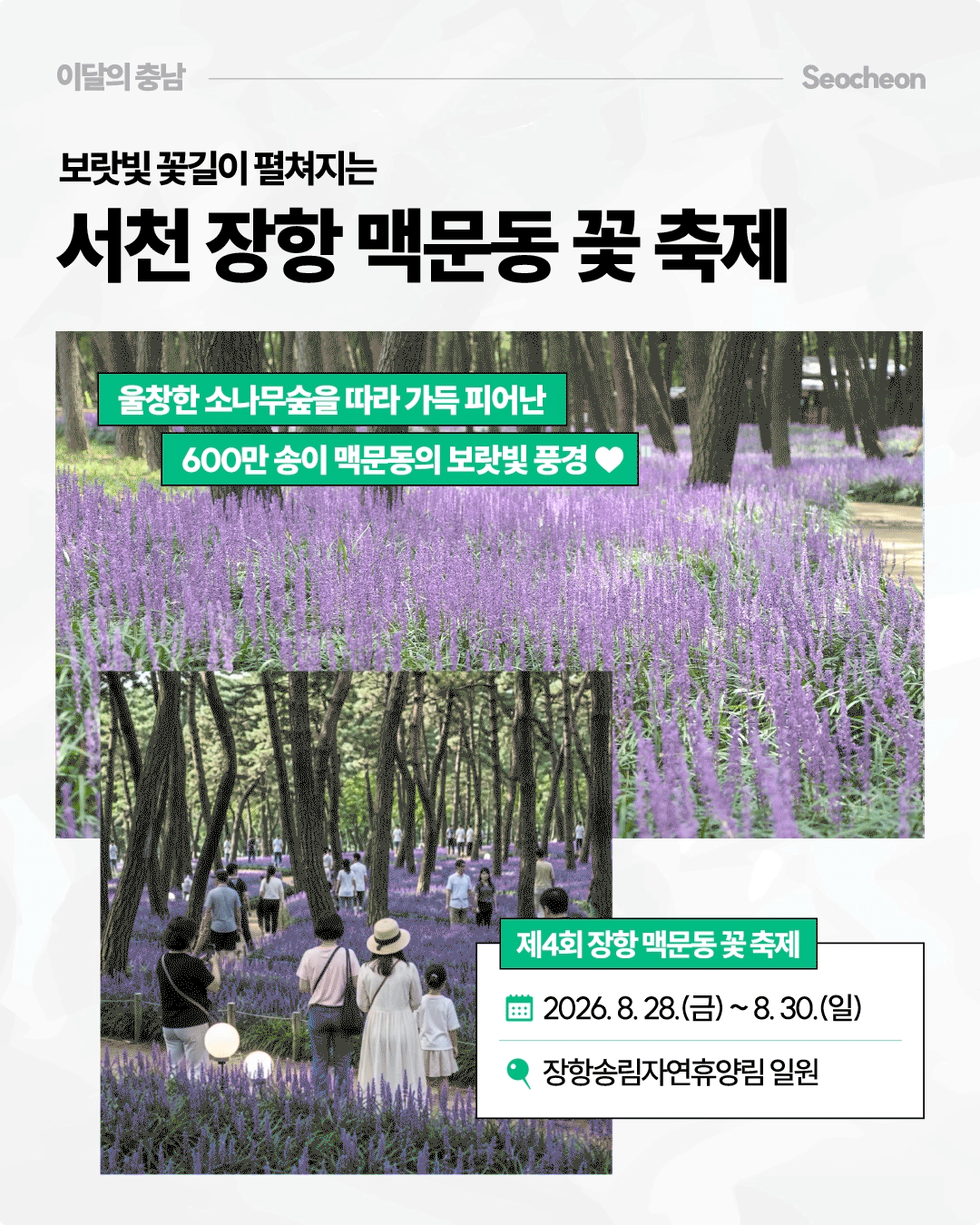 &lsquo;보랏빛 꽃길이 펼쳐지는 서천 장항 맥문동 꽃 축제&rsquo;라는 제목과 함께, 키 큰 소나무 사이로 보라색 맥문동 꽃이 넓게 피어 있고 방문객들이 꽃길을 걷는 모습을 담았습니다. &lsquo;울창한 소나무숲을 따라 가득 피어난 600만 송이 맥문동의 보랏빛 풍경&rsquo;이라고 소개하며, 제4회 장항 맥문동 꽃 축제는 2026년 8월 28일부터 30일까지 장항송림자연휴양림 일원에서 열린다고 안내합니다.