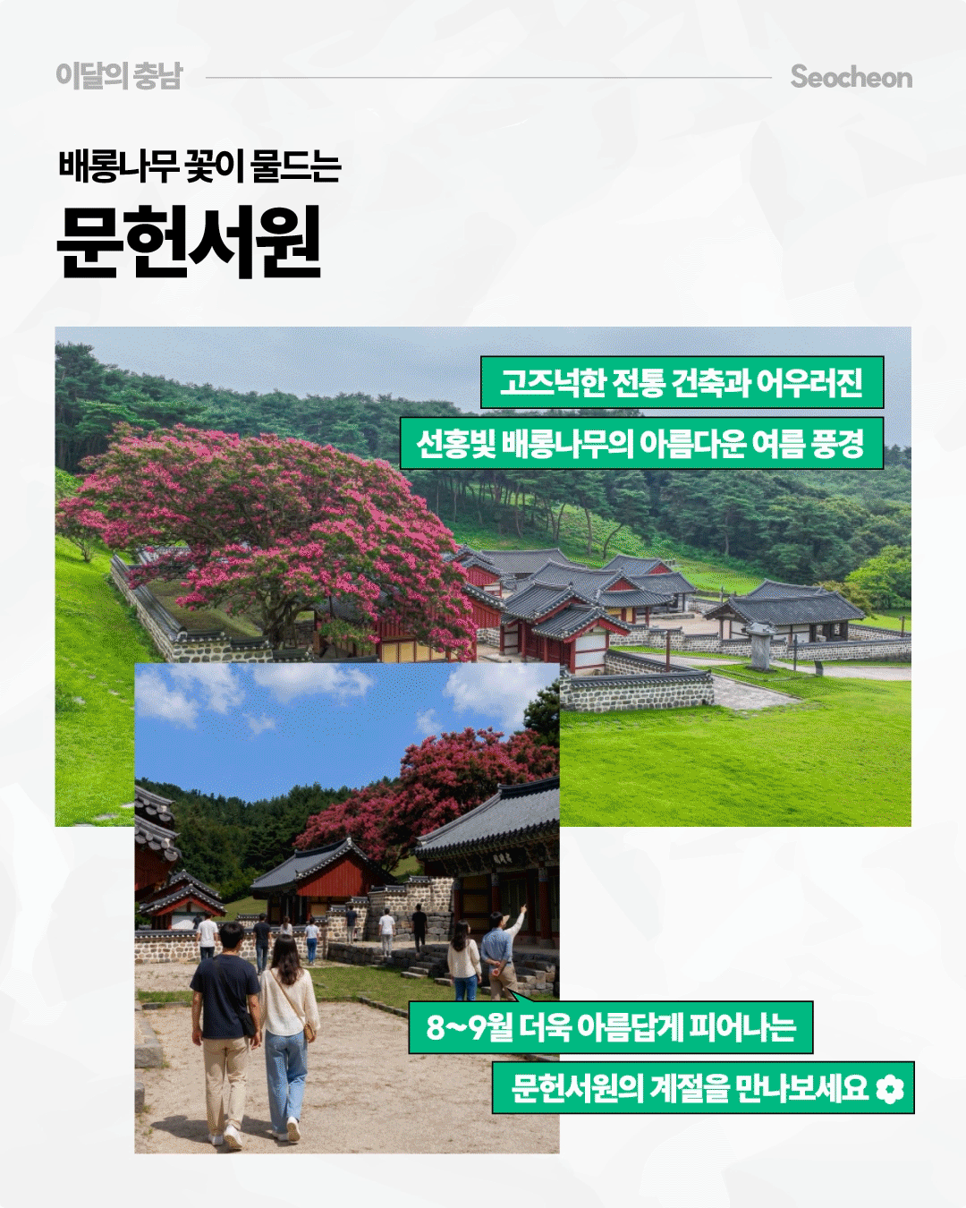 &lsquo;배롱나무 꽃이 물드는 문헌서원&rsquo;이라는 제목 아래, 푸른 숲과 잔디밭 사이에 기와지붕을 얹은 전통 건축물이 자리하고 뒤편으로 짙은 분홍색 배롱나무 꽃이 풍성하게 핀 문헌서원의 여름 풍경이 담겨 있습니다. 별도 사진에는 방문객들이 서원 안을 걸어가는 모습이 보이며, 고즈넉한 전통 건축과 선홍빛 배롱나무가 어우러지고 8~9월에 더욱 아름답게 피어나는 모습을 소개합니다.