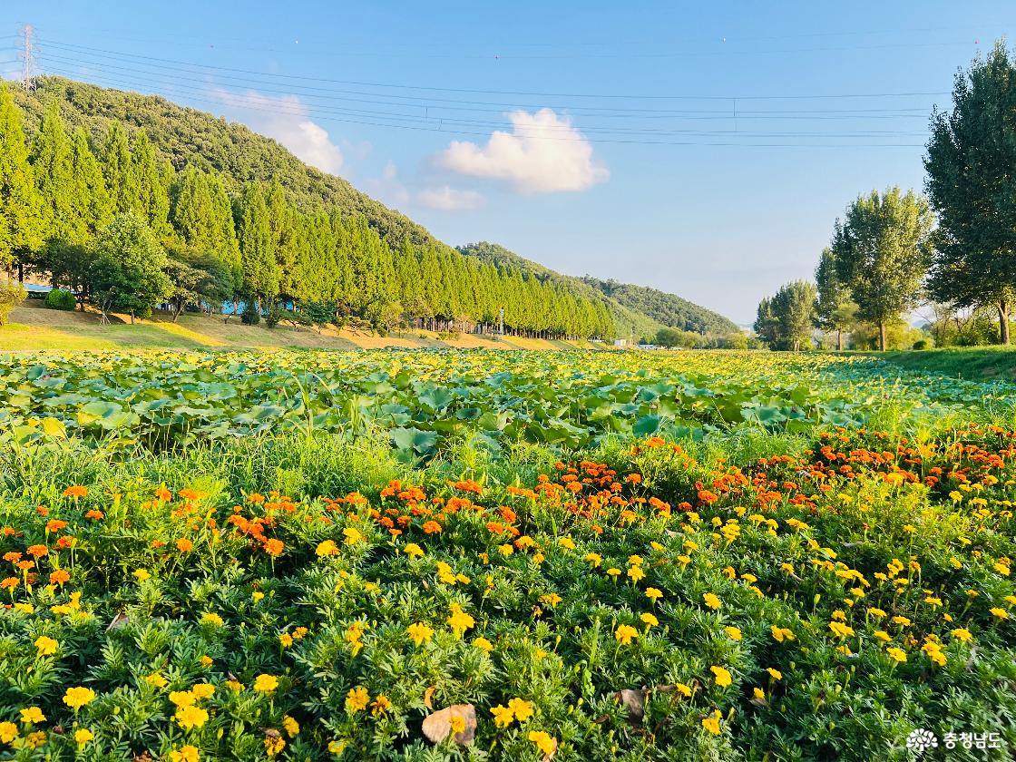 걷기 좋은 공주 여행지, 정안천 메타세콰이어길에서 즐기는 여름 산책
