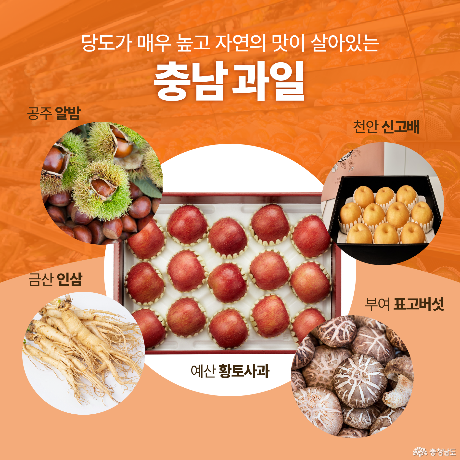 당도가 매우 높고 자연의 맛이 살아있는 충남 과일 / 공주 알밤 / 금산 인삼 / 예산 황토사과 / 천안 신고배 / 부여 표고버섯