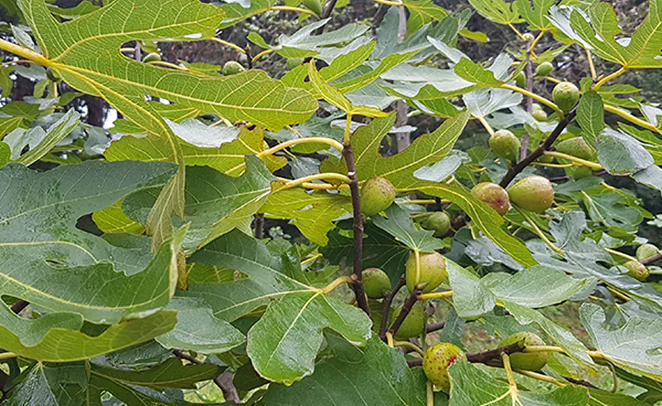 상록수원 사진